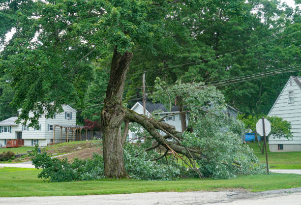 Best Commercial Tree Services  in Fort Stewart, GA